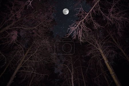 Téléchargez les photos : Pins dans le ciel nocturne à la forêt. Belle nuit dans la forêt sauvage. Plan d'exposition longue - en image libre de droit
