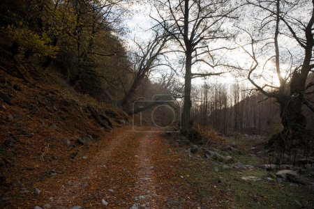 Téléchargez les photos : Embarquer dans une aventure azerbaïdjanaise : traverser un sentier forestier hivernal au milieu des feuilles d'automne, baigné par le rayonnement du soleil couchant - en image libre de droit