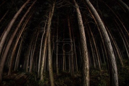Photo for Magical lights sparkling in mysterious forest at night. Nightmare pine forest. Long exposure shot - Royalty Free Image