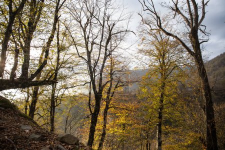Téléchargez les photos : Embarquer dans une aventure azerbaïdjanaise : traverser un sentier forestier hivernal au milieu des feuilles d'automne, baigné par le rayonnement du soleil couchant - en image libre de droit