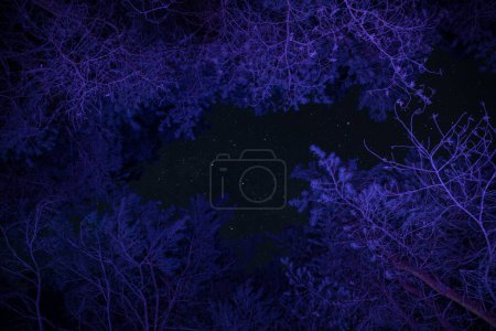 Photo for Pine trees in the night sky at forest. Beautiful night in wild forest. Long exposure shot - Royalty Free Image