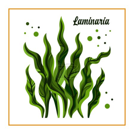 Illustration for Seaweed Kelp or Laminaria. Green food algae isolated on white background. Vector illustration. - Royalty Free Image