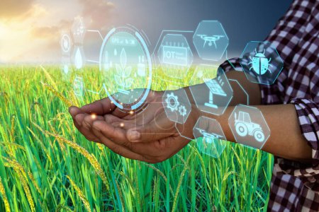 Agricultura inteligente con IoT, cultivo de arroz con infografía. Agricultura inteligente e industria agrícola de precisión con tecnología moderna para desarrollar su granja para mejorar la productividad en el futuro.