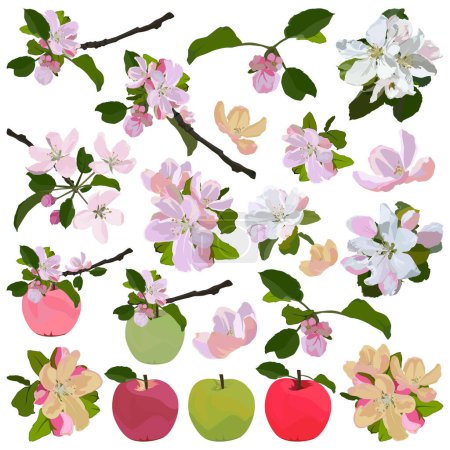 Apfelbaumblüte und Obstset, Vektorillustration isoliert auf weißem Hintergrund. Schöne Apfelbaumblüten, Frühling.