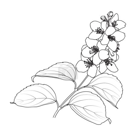 Illustration for Blooming jasmine, line art Philadelphus virginal, botanical vector illustration. Jasmine twig outline, coloring book page. - Royalty Free Image