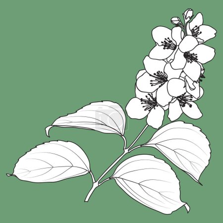 Illustration for Blooming Philadelphus virginal or jasmine twig, botanical black and white vector illustration. Jasmine flowers and leaves outline and silhouette. - Royalty Free Image