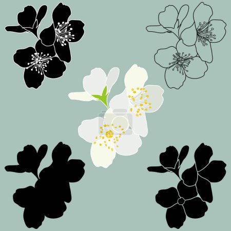 Set de fleurs de jasmin en fleurs. Philadelphus vierge, jasmin de printemps contour des brindilles, silhouette, pochoir, couleur et illustration vectorielle noir et blanc.