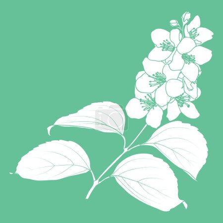 Blooming Philadelphus virginal or spring jasmine flower twig stencil, vector illustration.