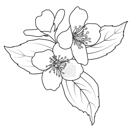 Jazmín floreciente, arte lineal Philadelphus virginal, ilustración vectorial botánica. Esquema de ramita de flor de jazmín de primavera, página del libro para colorear.