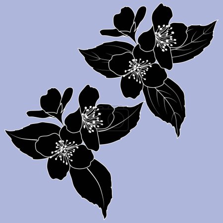 Blooming Philadelphus virginal or jasmine twig, botanical monochrome black and white vector illustration. Jasmine flowers and leaves silhouettes.