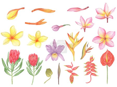 Watercolor set of tropical flowers, Colorful exotic flowers orchid, plumeria, protea, heliconia, anthurium and strelitzia