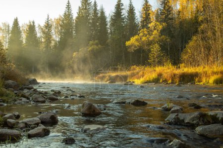 Téléchargez les photos : Rivière Amata et forêt le matin, Parc National de Gauja, Lettonie - en image libre de droit
