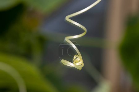 Photo for Selective focus on the mustache of a cucumber closeup. The mustache of the plant is twisted in the form of a spiral and ring. - Royalty Free Image