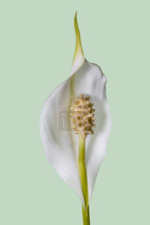 Photo for Spathiphyllum flower in close-up. White flower with a large pistil isolated on a blurred background. - Royalty Free Image