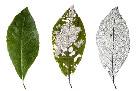 A close-up photo of three different leaves on a white background. The first leaf is green and healthy, the second leaf is brown and damaged, and the third leaf is just a skeleton.