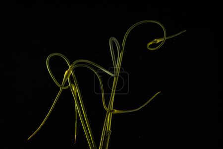 Close-up of Fresh Garlic Stalks with Tightly Curled Shoots on Black Background