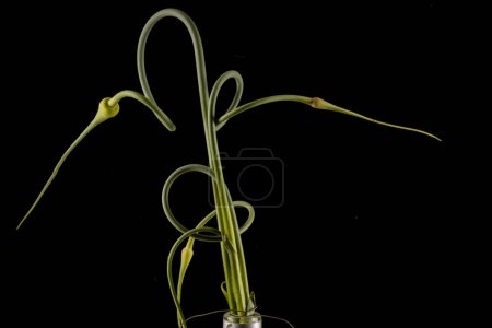 Close-up of Fresh Garlic Stalks with Curling Shoots on Black Background