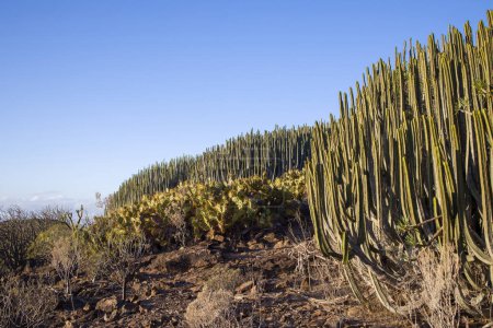Fila de Euphorbia canariensis y Opuntia cactus creciendo en una ladera rocosa. Los Euphorbia tienen ramas verdes como candelabros, mientras que los Opuntia tienen almohadillas verdes planas.