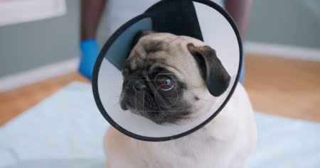 Foto de Close up on concerned sad scared pug dog in veterinarian collar sitting on doctors couch. Pet having injury, examination. Male veterinarian in medical gloves on the background. - Imagen libre de derechos