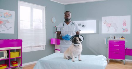 Foto de Concerned sad scared pug dog in veterinarian collar sitting on doctors couch. Pet having injury, examination. Proffesional smiling male veterinarian in medical gloves on the background. - Imagen libre de derechos