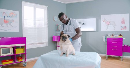 Foto de Proffesional sserious african american male vet doctor using stethoscope checking up the pug dog. Pug dog with health problems, pet care. Mask glasses with stethoscope in medical gloves. - Imagen libre de derechos