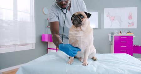 Foto de Close up on proffesional sserious african american male vet doctor using stethoscope checking up the pug dog. Pug dog with health problems, pet care. Mask glasses with stethoscope in medical gloves. - Imagen libre de derechos