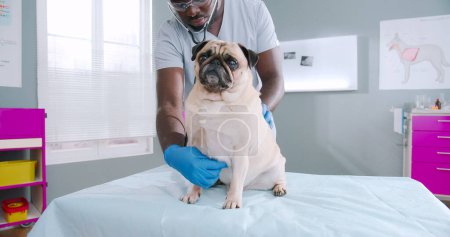 Foto de Close up on proffesional sserious african american male vet doctor using stethoscope checking up the pug dog. - Imagen libre de derechos