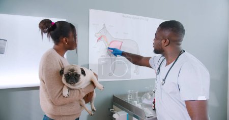 Foto de Portrait on proffesional african american male vet doctor showing dog owner anatomy of dogs. Woman holding dog pet, nervous dog. Pug dog breed. Animal care. - Imagen libre de derechos