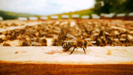 Regardez de près les montures en nid d'abeille dans les ruches avec beaucoup d'abeilles qui travaillent activement. Colonie d'abeilles actives fabriquant du miel biologique sain. Champ apicole. Concept d'apiculture.