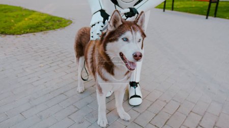 Close up of domestic android robots hand caressing gently pretty husky dog for obedience outdoors. Concept of technology evolution, pets and artificial intelligence.