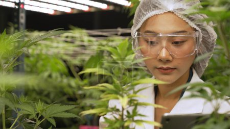 Foto de Scientist test cannabis product in curative indoor cannabis farm with scientific equipment before harvesting to produce cannabis products - Imagen libre de derechos