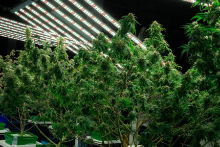 Gros plan d'une plante de cannabis avec un bourgeon, plantes de cannabis légales cultivées dans une installation de culture hydroponique intérieure à des fins médicinales. Cultiver du chanvre de cannabis gratifiant dans une ferme de bonne qualité.