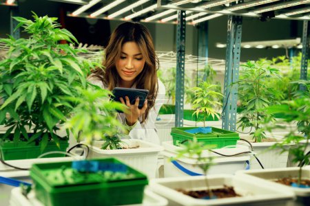 Téléchargez les photos : Portrait d'une femme scientifique gratifiante inspectant des plantes de cannabis dans une ferme de cannabis d'intérieur curative, en serre. Médecine alternative du cannabis dans les installations de culture. - en image libre de droit