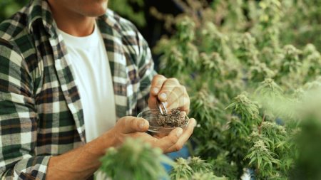 Marihuana-Bauer testet Marihuana-Knospen in heilender Marihuana-Farm vor der Ernte, um Marihuana-Produkte herzustellen