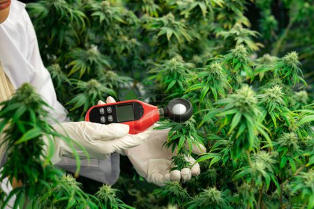 Wissenschaftler messen Temperatur und Luftfeuchtigkeit von Cannabispflanzen und -knospen in medizinischen Cannabis-Indoor-Farmen mit Thermometer und Hygrometer. Konzept der Cannabis-Farm in Anbauanlage.