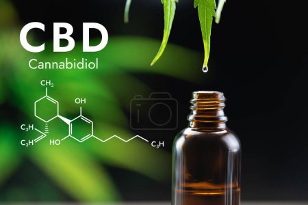 Photo for Water dew and legalized CBD oil on the tip of a hemp leaf almost drops into a bottle with a plant background and attached with hexagon-shaped biochemistry formula. - Royalty Free Image
