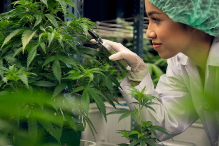Closeup female scientist cutting, trimming gratifying young cannabis plant leaf on a pot in the laboratory for CBD extraction for cannabis-based medical products.