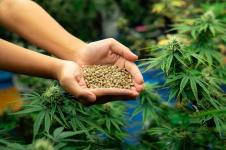 Hände in Großaufnahme, die einen Haufen Hanfsamen in der Hand halten, umgeben von einem Garten mit befriedigenden grünen Cannabispflanzen, die mit Knospen blühen. Anbauanlage für medizinische Cannabis-Farm.