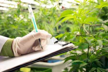 Wissenschaftler erfassen mit Stift und Klemmbrett Daten von Cannabispflanzen in Heilgewächshäusern. Heilmittelextrakt aus Cannabispflanzen in Anbauanlage.