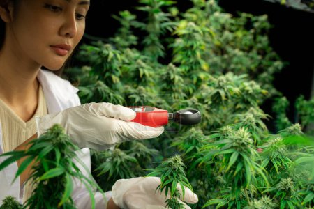 Wissenschaftler messen Temperatur und Luftfeuchtigkeit von Cannabispflanzen und -knospen in medizinischen Cannabis-Indoor-Farmen mit Thermometer und Hygrometer. Konzept der Cannabis-Farm in Anbauanlage.