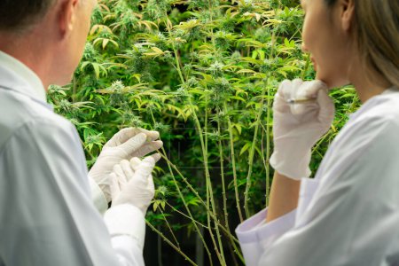 Zwei Wissenschaftler diskutieren über die Befriedigung von Cannabispflanzen in einem heilenden Indoor-Cannabis-Gewächshaus. Produkte, die aus Cannabis als alternative medizinische Behandlung gewonnen werden.