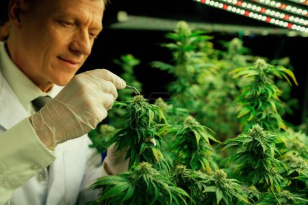 Gratifying male scientist using tweezers remove bud from cannabis hemp plant in grow facility. Cannabis hemp farm indoor for high quality medicinal cannabis product for medical usage and health care.