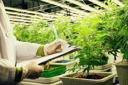 Científico que registra datos de la gratificación de la planta de cannabis en invernadero curativo utilizando una pluma y portapapeles. Extracto de medicamento de plantas de cannabis en plantas de cultivo.