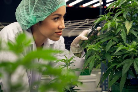 Closeup female scientist cutting, trimming gratifying young cannabis plant leaf on a pot in the laboratory for CBD extraction for cannabis-based medical products.