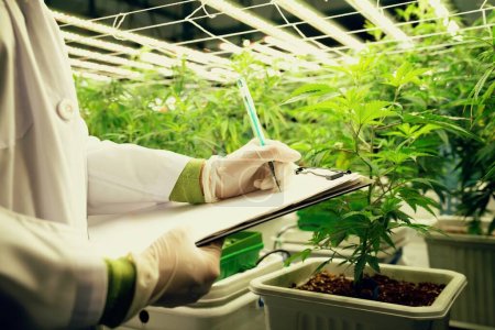 Científico que registra datos de la gratificación de la planta de cannabis en invernadero curativo utilizando una pluma y portapapeles. Extracto de medicamento de plantas de cannabis en plantas de cultivo.