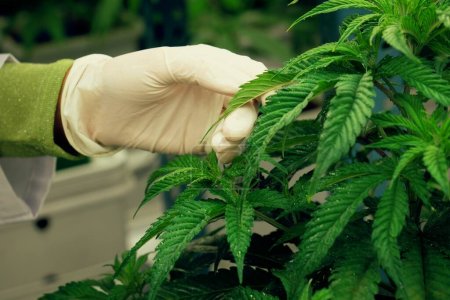 Scientist hand with medical rubber glove touching gratifying cannabis leaf in the curative indoor cannabis farm. Alternative medical treatment by cannabis product concept for grow facilities.