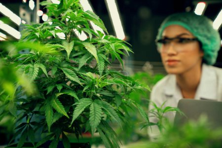 Wissenschaftlerin mit Entsorgungsmütze hält ihren Laptop in der Hand und inspiziert erfreuliche Cannabispflanzen in einer heilenden Indoor-Cannabisfarm. Konzept von Cannabisprodukten für medizinische Zwecke in Anbauanlagen.