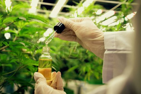 Primer plano gratificante planta de cannabis en la granja de cannabis interior curativa. Científico inspecciona aceite de CBD extraído de planta de cannabis con tapa de gotero para investigación de cannabis.