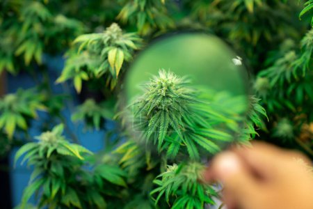Closeup scientist hand using a magnifying glass to inspects gratifying buds on cannabis plant. Cannabis plantation in curative indoor farm providing high quality of medicinal cannabis products.