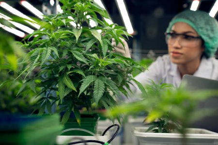 Female scientist wearing disposal cap carrying laptop and inspecting at gratifying cannabis plants in curative indoor cannabis farm. Concept of cannabis product for medical purpose in grow facilities.